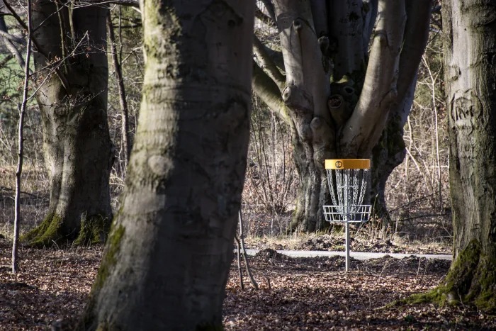 A wooded disc golf hole